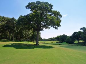 Oak Tree National 16th Tree